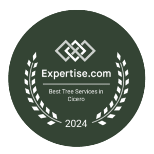 best tree services near me