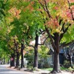 common tree problems in oak park