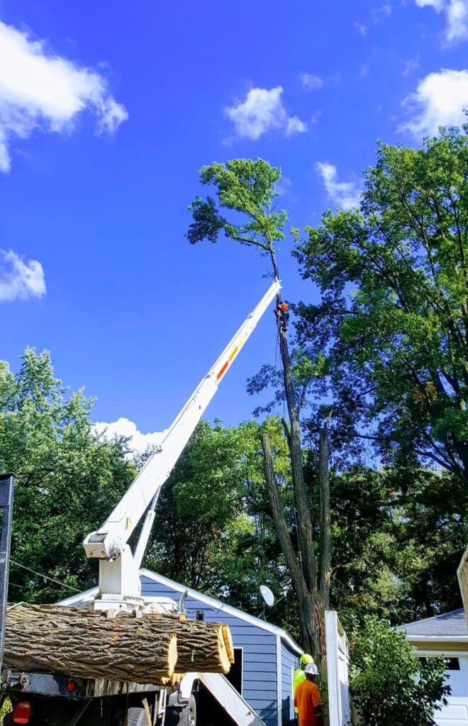 huber tree expert tree removal services cook county