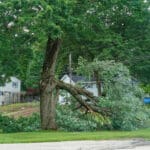 Large tree with storm-damaged limb down in a residential neighborhood, illustrating signs a tree needs to be removed