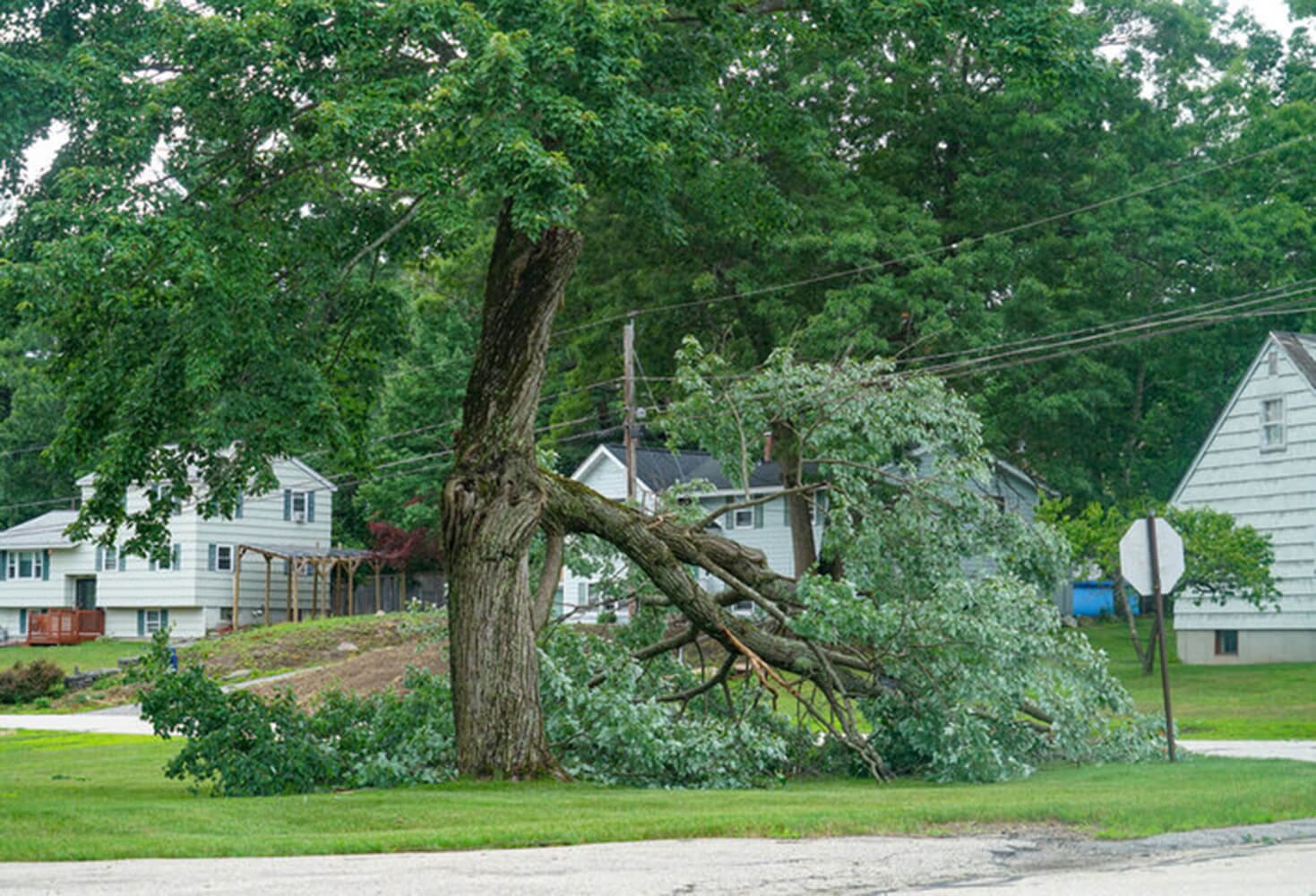 Large tree with storm-damaged limb down in a residential neighborhood, illustrating signs a tree needs to be removed
