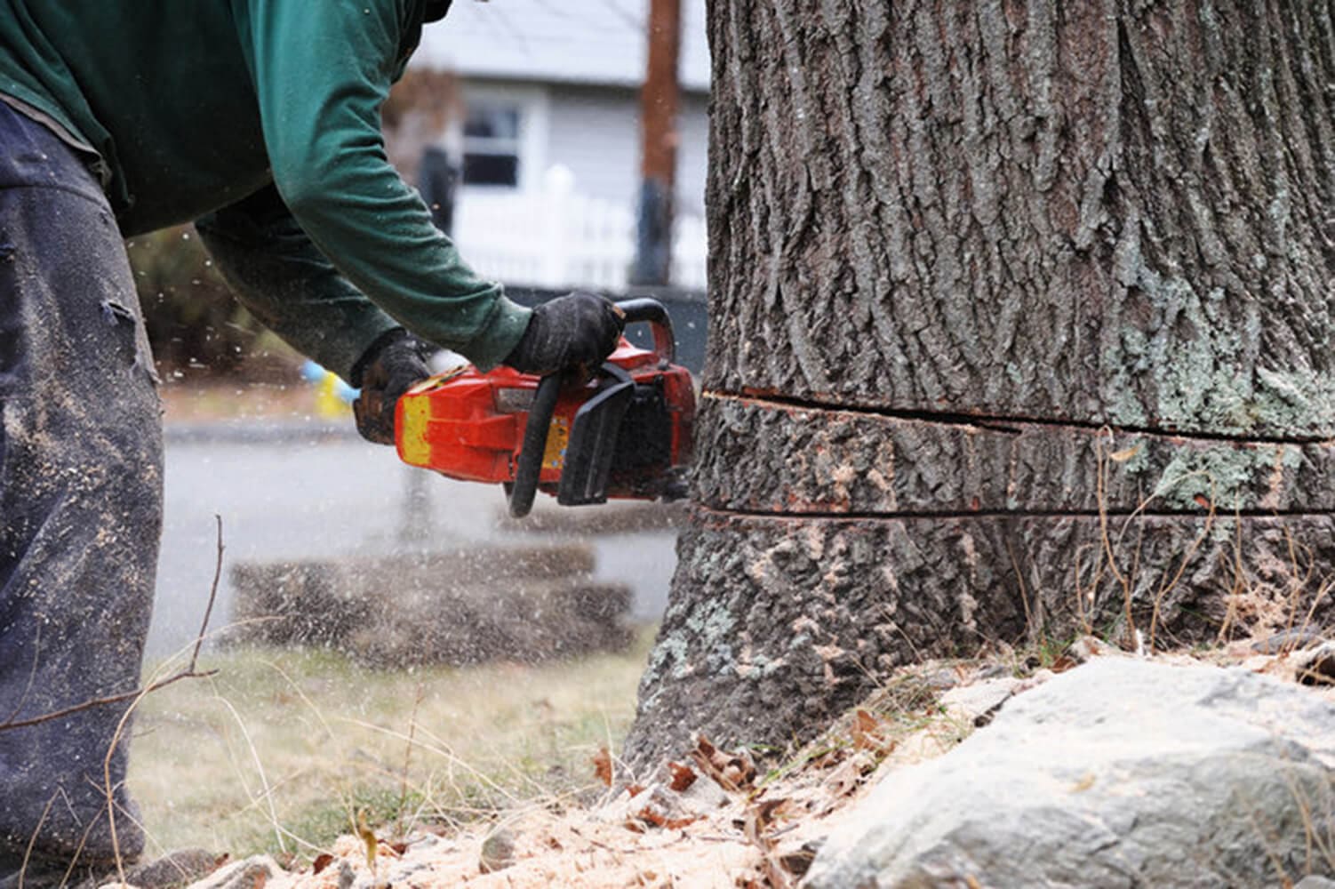 Tree removal professional cutting through a large tree trunk with a chainsaw during a residential tree removal in Oak Park, IL