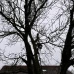 Bare deciduous tree in winter dormancy over a residential roofline, showing the ideal conditions for tree trimming in Oak Park, IL