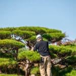Tree care professional pruning an ornamental pine specimen in a residential landscape in Oak Park, IL