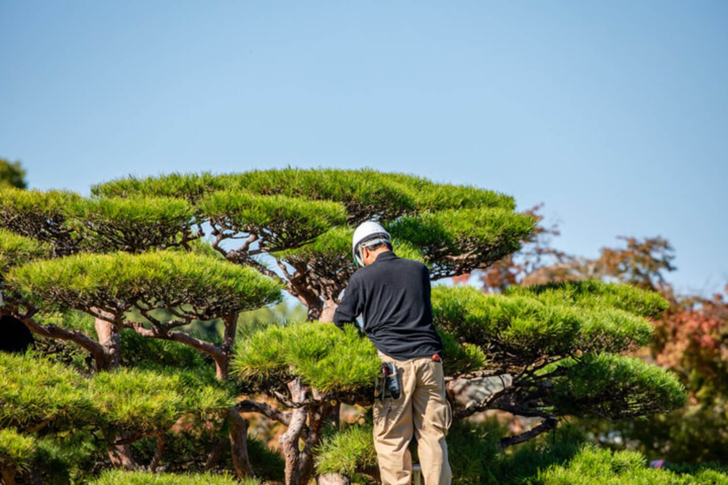 Tree care professional pruning an ornamental pine specimen in a residential landscape in Oak Park, IL