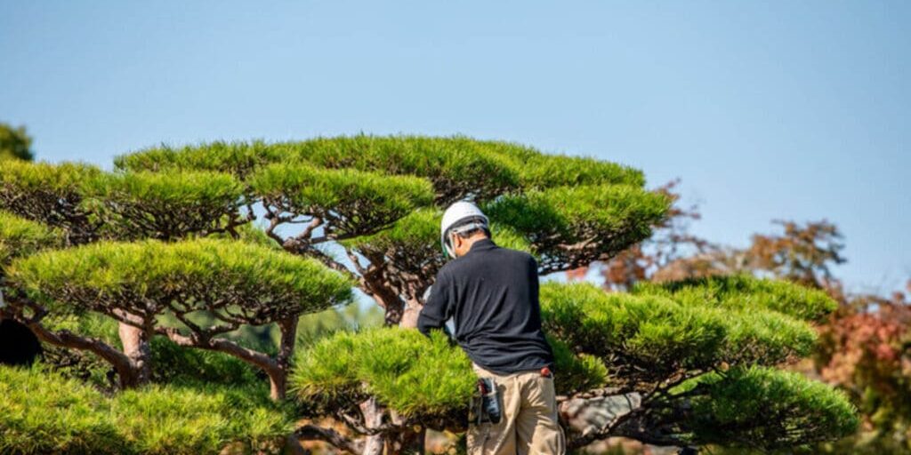 Tree care professional pruning an ornamental pine specimen in a residential landscape in Oak Park, IL