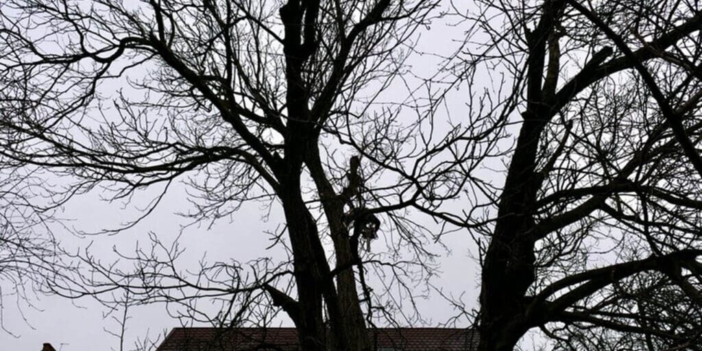 Bare deciduous tree in winter dormancy over a residential roofline, showing the ideal conditions for tree trimming in Oak Park, IL