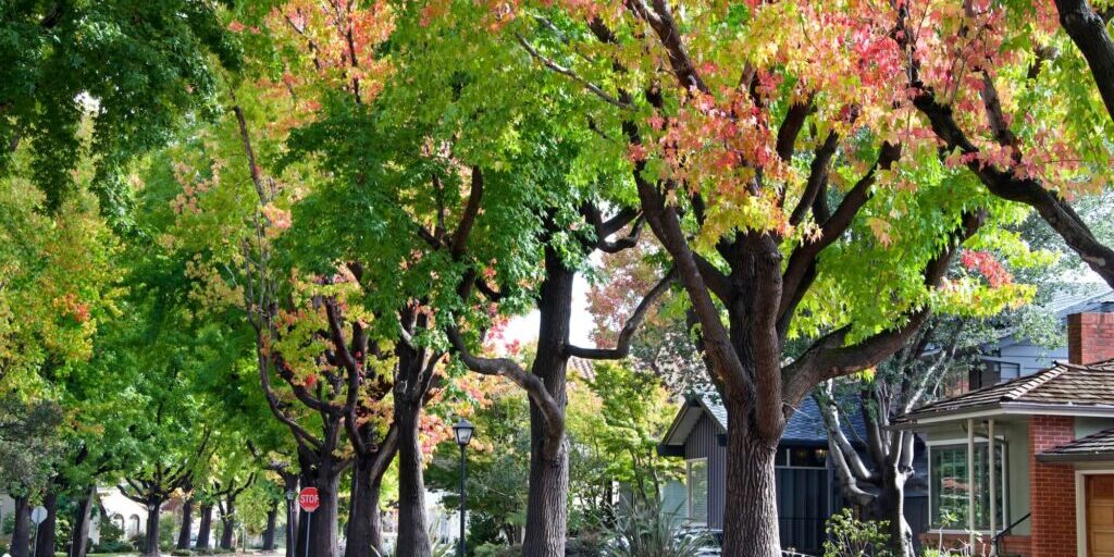 common tree problems in oak park il common tree problems in oak park