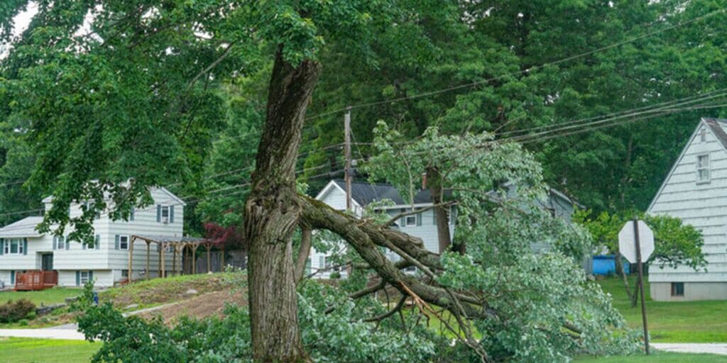 Large tree with storm-damaged limb down in a residential neighborhood, illustrating signs a tree needs to be removed