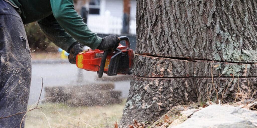 Tree removal professional cutting through a large tree trunk with a chainsaw during a residential tree removal in Oak Park, IL